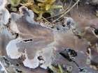 Peltigera canina (L.) Willd.