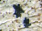 Arthonia ilicina Taylor