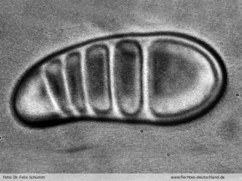 Querschnitt Fruchtkörper | Foto von Dr. Felix Schumm