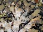 Arthonia phaeophysciae Grube & Matzer