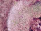 Arthonia phaeophysciae Grube & Matzer