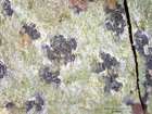 Arthonia ruana A. Massal