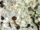 Bacidia arceutina (Ach.) Arnold