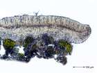 Bacidia rubella (Hoffm.) A. Massal.