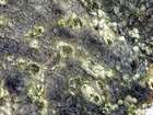 Buellia griseovirens (Turner & Borrer ex Sm.) Almb.