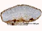 Caloplaca arenaria (Pers.) Müll. Arg.