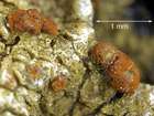 Caloplaca crenularia (With.) J. R. Laundon