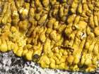 Caloplaca flavescens (Huds.) J. R. Laundon