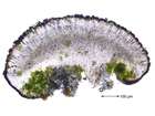 Caloplaca lactea (A. Massal.) Zahlbr.