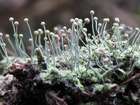 Chaenotheca furfuracea (L.) Tibell