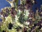 Cladonia ramulosa (With.) J. R. Laundon