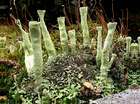 Cladonia deformis (L.) Hoffm.