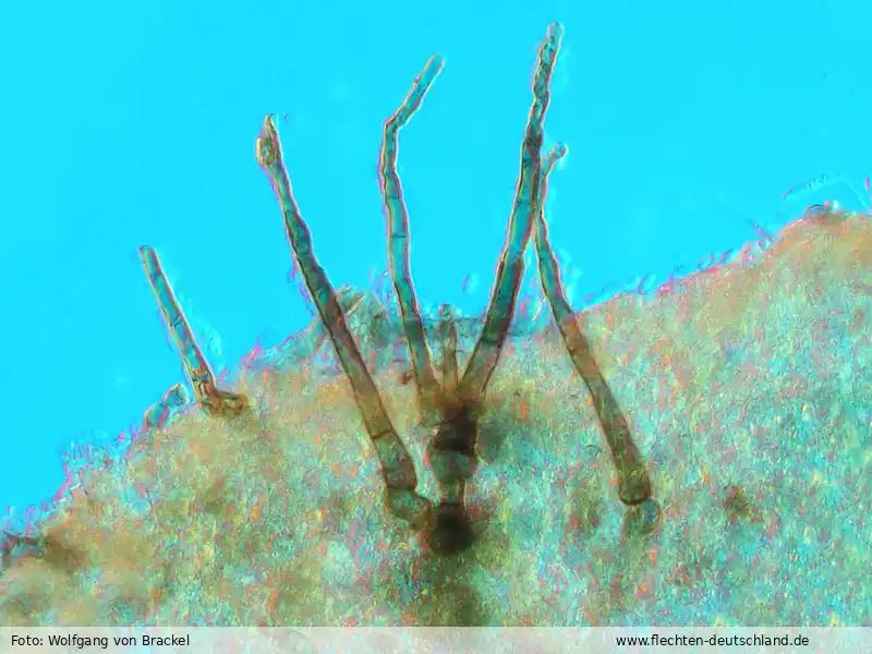 Habitus | Foto von Wolfgang von Brackel