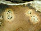 Corticifraga peltigerae (Fuckel) D. Hawksw. & R. Sant.