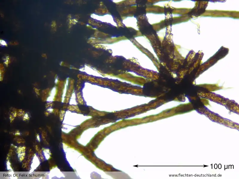 Habitus | Foto von Dr. Felix Schumm