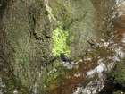 Dermatocarpon luridum (Dill. ex With.) J. R. Laundon