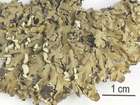 Hypogymnia physodes (L.) Nyl.
