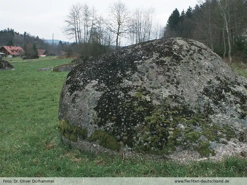 Habitus | Foto von Dr. Oliver Dürhammer