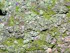 Lecanora conizaeoides Nyl. ex Cromb.