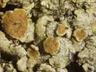 Lecanora muralis subsp. muralis (Schreb.) Rabenh.