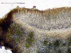 Lecanora muralis subsp. muralis (Schreb.) Rabenh.
