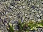 Lecanora polytropa (Ehrh. ex Hoffm.) Rabenh.