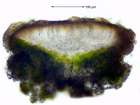 Lecanora polytropa (Ehrh. ex Hoffm.) Rabenh.
