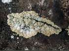Leproloma membranaceum (Dicks.) Vain.