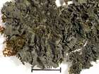 Leptogium cyanescens (Pers.) Körb.