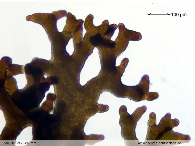 Habitus | Foto von Dr. Felix Schumm