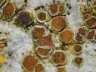 Lichenodiplis lecanorae (Vouaux) Dyko & D. Hawksw.