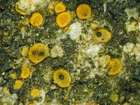 Lichenodiplis lecanorae (Vouaux) Dyko & D. Hawksw.