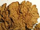 Lobaria linita (Ach.) Rabenh.