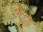 Marchandiomyces corallinus (Roberge) Diederich & D. Hawksw.
