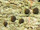 Mycobilimbia pilularis (Körb.) Hafellner & Türk