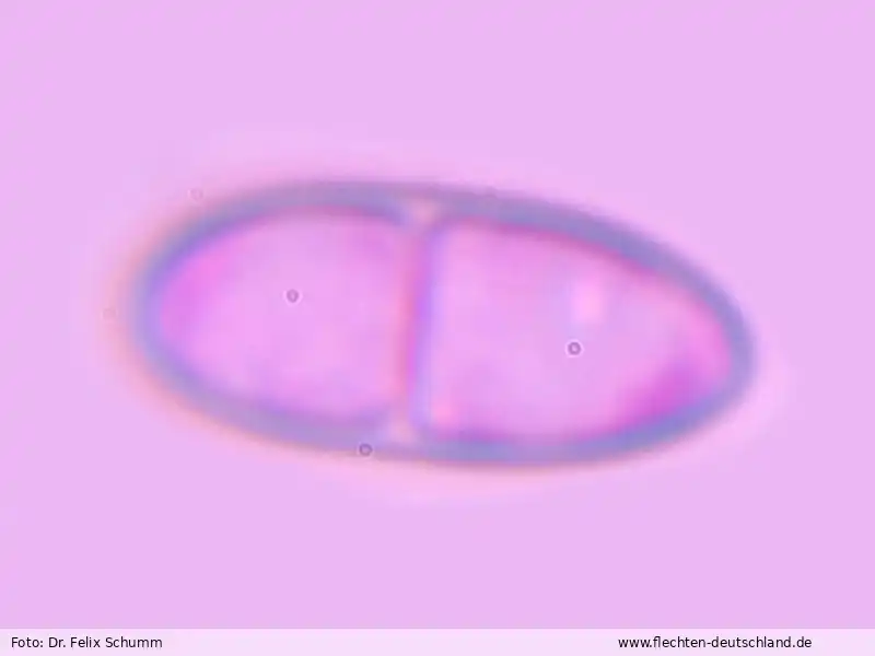 Querschnitt Fruchtkörper | Foto von Dr. Felix Schumm