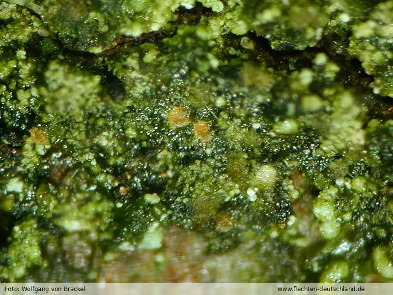 Habitus | Foto von Wolfgang von Brackel