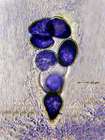Ochrolechia parella (L.) A. Massal.