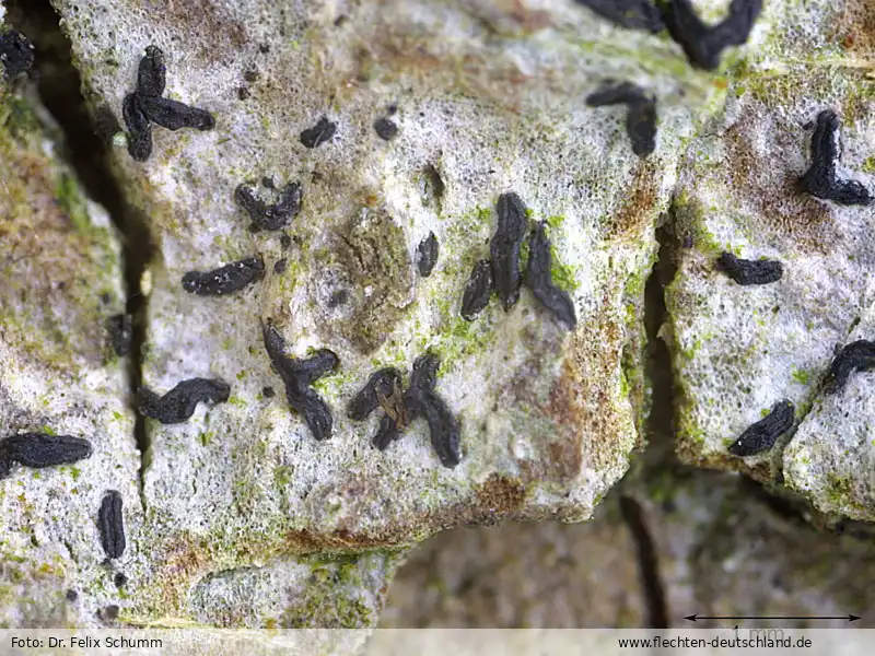 Habitus | Foto von Dr. Felix Schumm