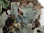 Parmelia sulcata Taylor