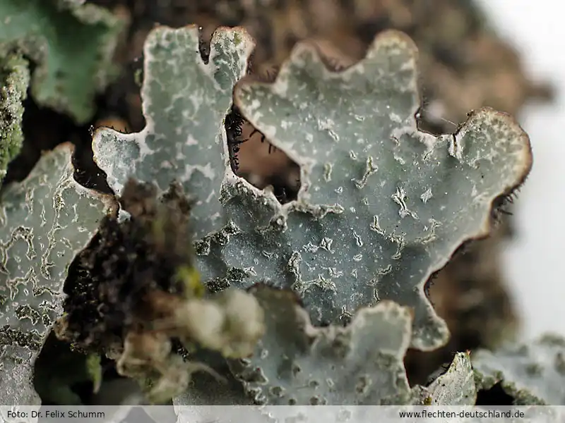 Mikromerkmale | Foto von Dr. Felix Schumm