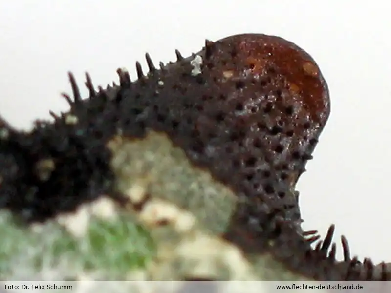 Ascus/Basidie | Foto von Dr. Felix Schumm