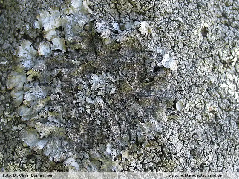 Habitus | Foto von Dr. Oliver Dürhammer