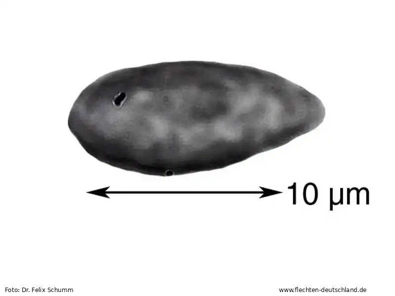 Querschnitt Fruchtkörper | Foto von Dr. Felix Schumm