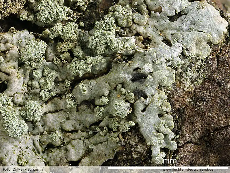 Habitus | Foto von Dr. Felix Schumm