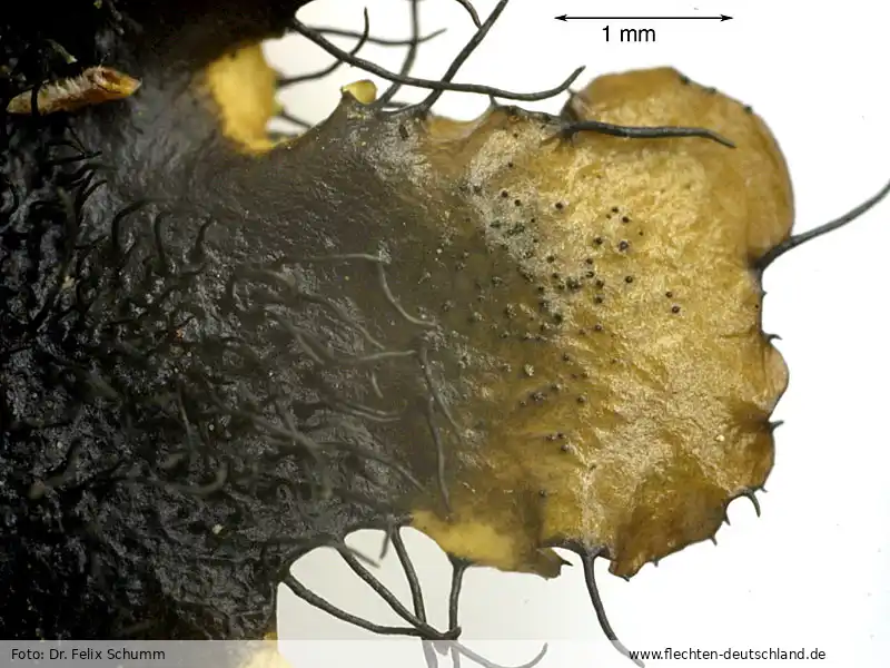 Ascus/Basidie | Foto von Dr. Felix Schumm