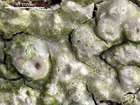 Pertusaria pustulata (Ach.) Duby