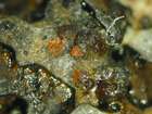 Phacopsis oxyspora (Tul.) Triebel & Rambold