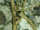 Phaeosporobolus usneae D. Hawksw. & Hafellner