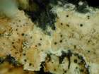 Phoma physciicola Keissler